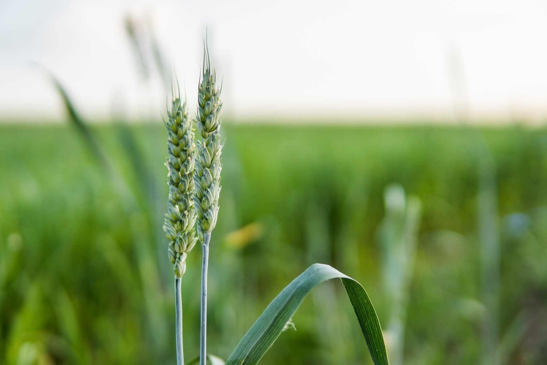 Close up of green wheat ears in a wheat field.