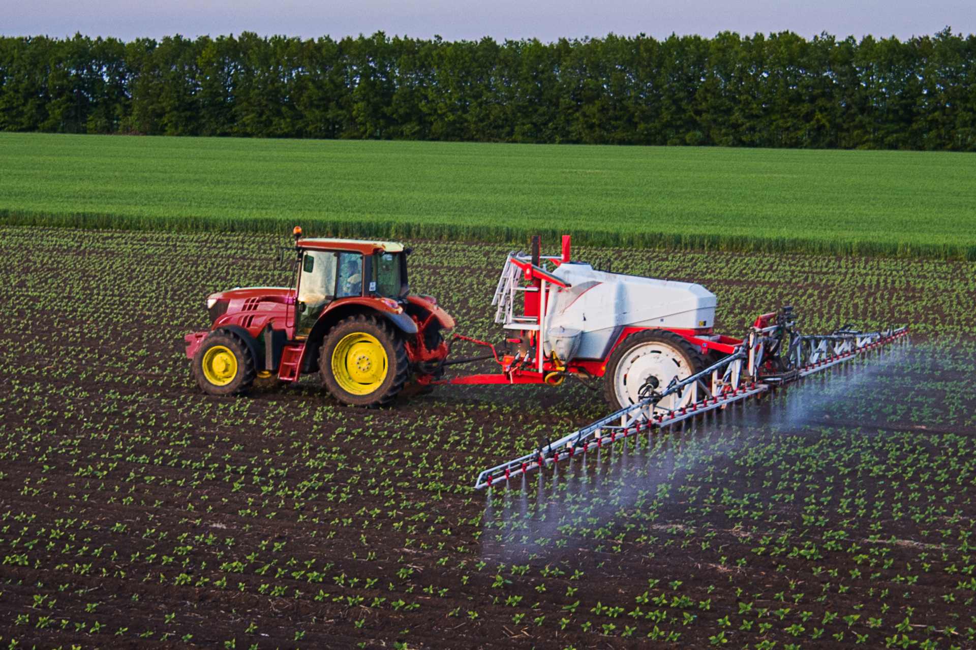 Tractor spraying glyphosate on a paddock of seedlings.