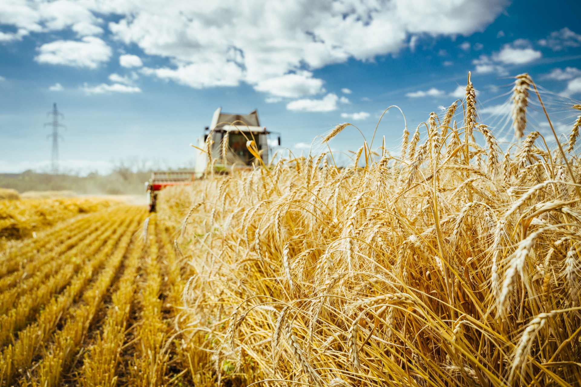 A ripe crop of wheat being harvested in full afternoon sun.