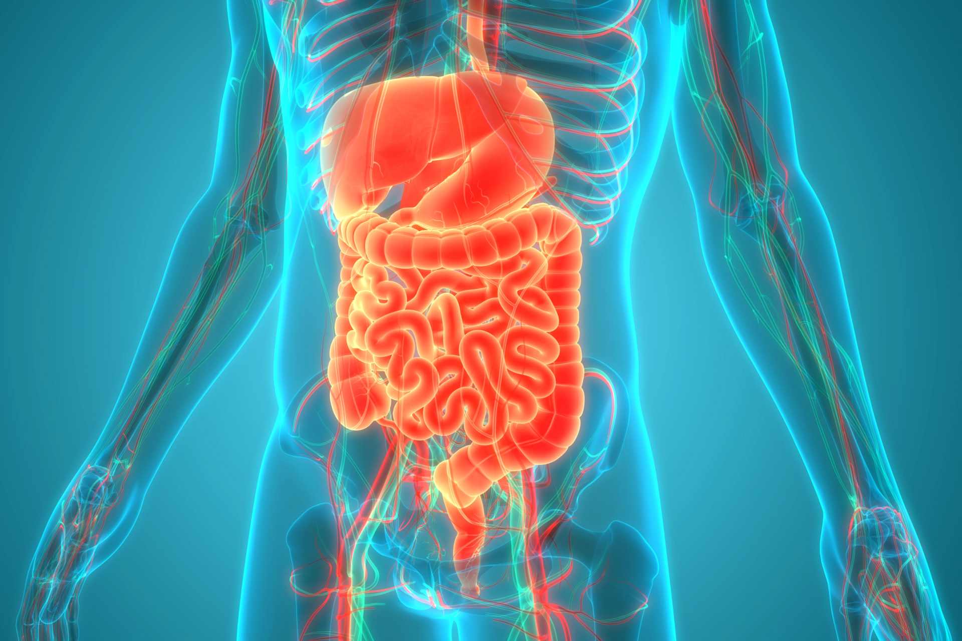3D illustration of the human digestive system