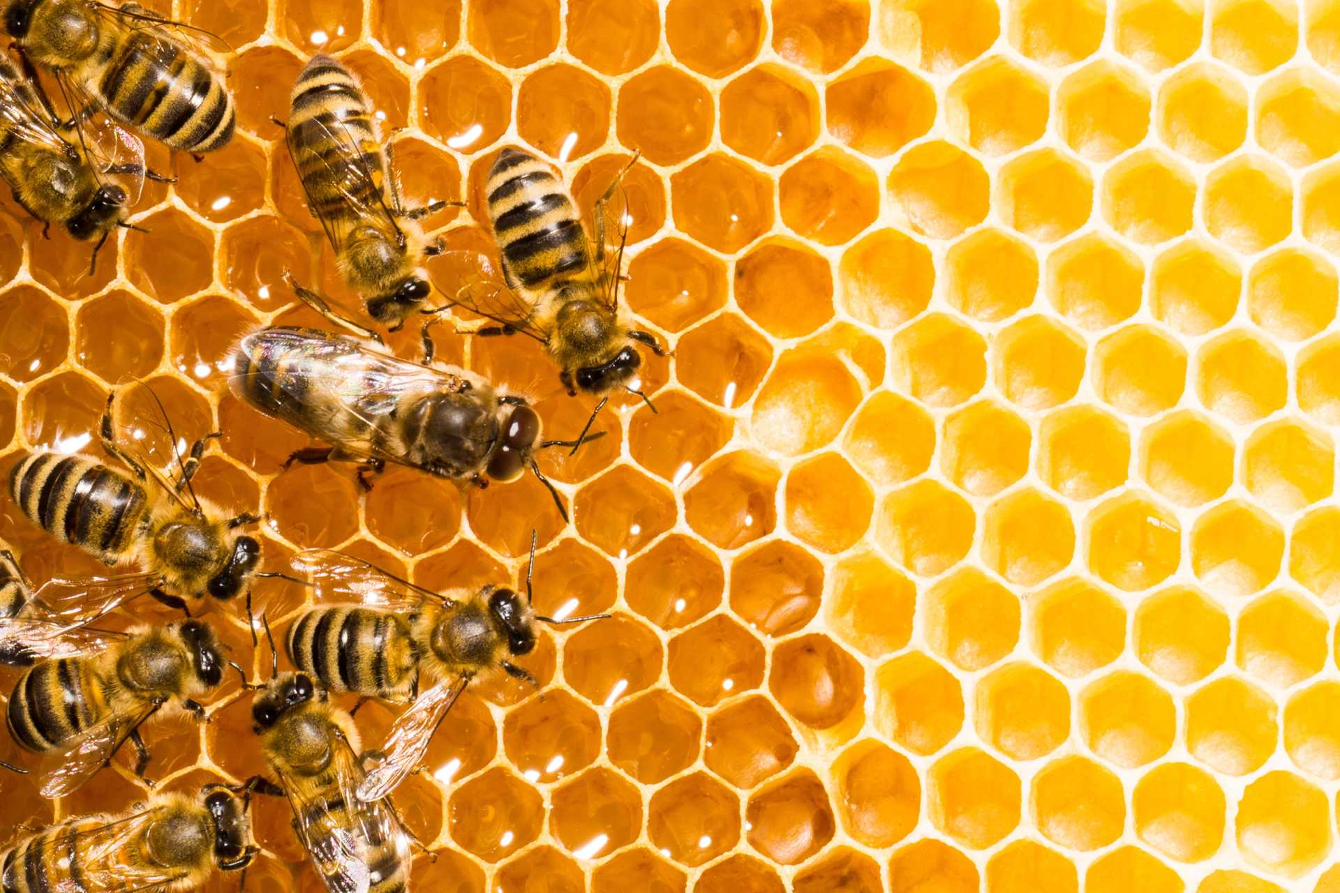 Close up of working bees on Honey Cells in a hive.
