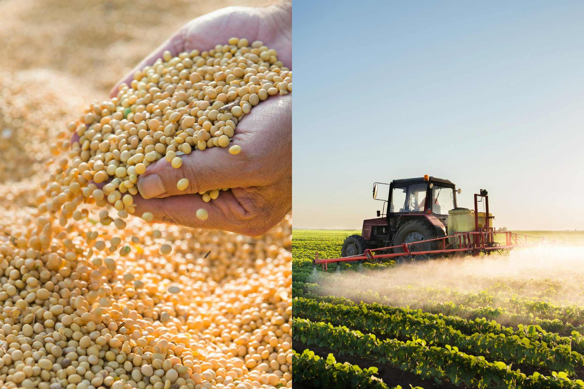 Soybeans being spilled from hands and a tractor spraying roundup on a soybean crop.
