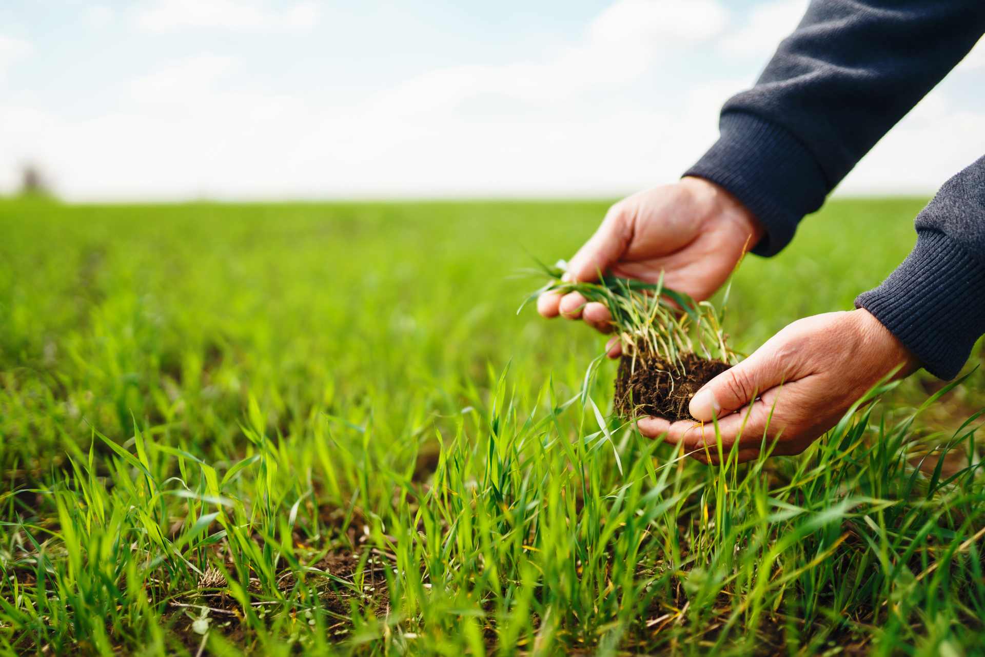 A farmer inspecting the soil beneath wheat seedlings.