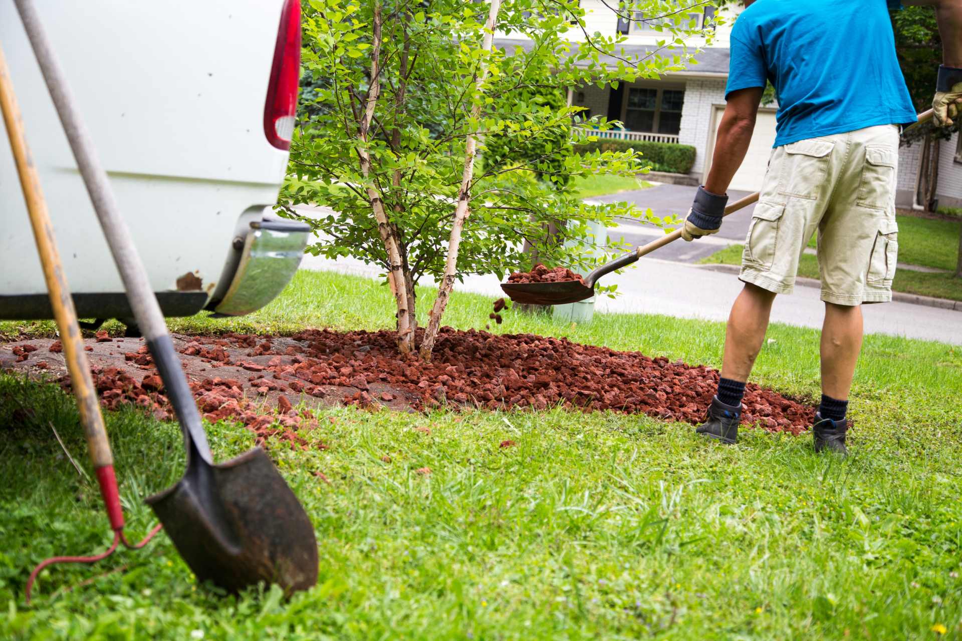 A gardener shovelling a bark mulch around a tree to supress weeds.