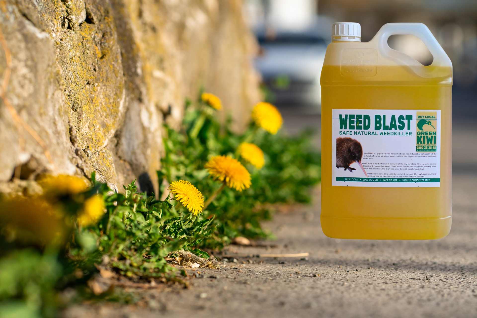 Dandelions growing along the base of a stone wall, with a bottle of Weed Blast weedkiller.
