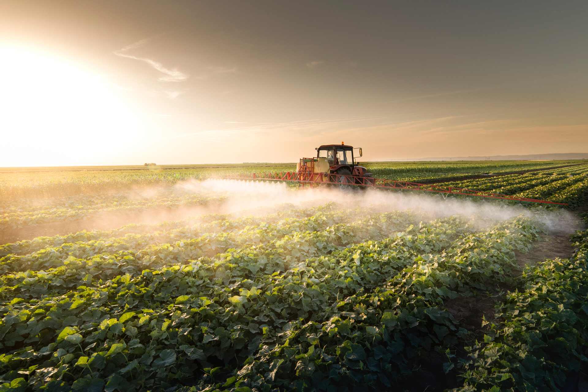 A tractor spraying Glyphosate on a vegetable drop.