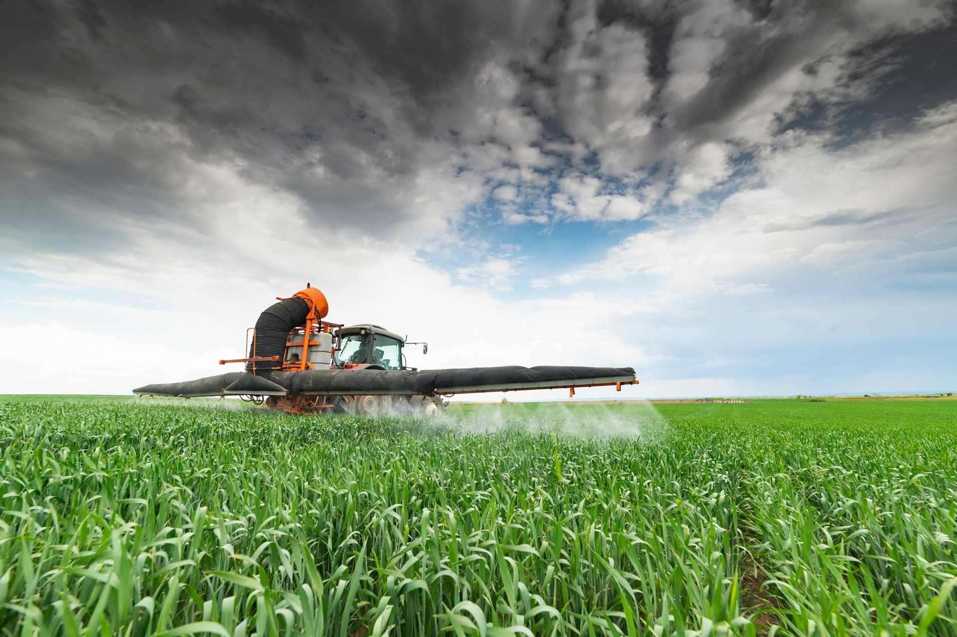 Tractor spraying glyphosate on a crop of wheat.