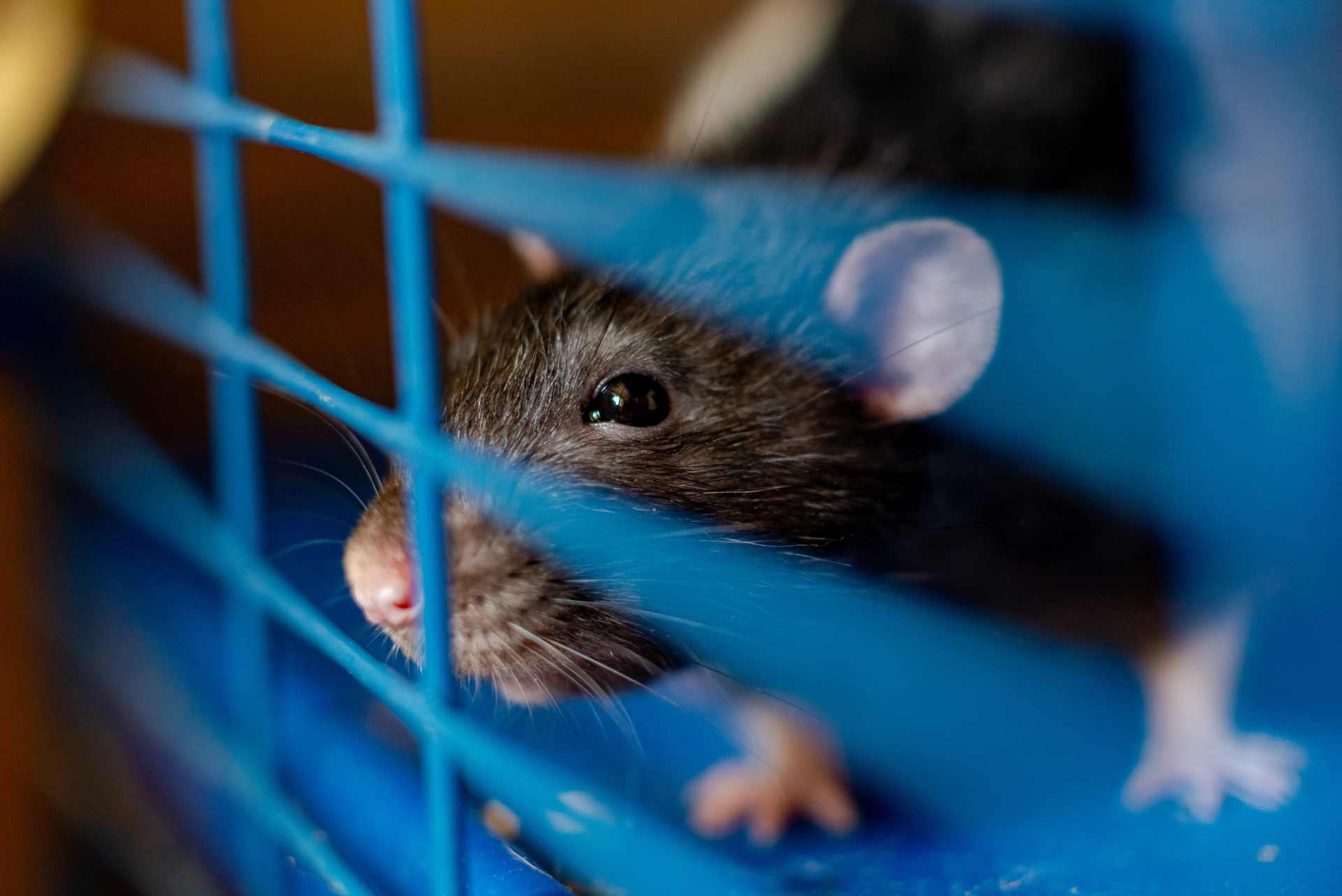 A laboratory rat in a blue wire cage.