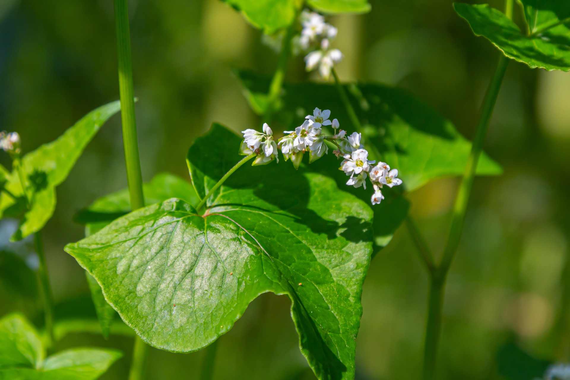 Flowering buckwheat make a great cover crop for suppressing weeds.