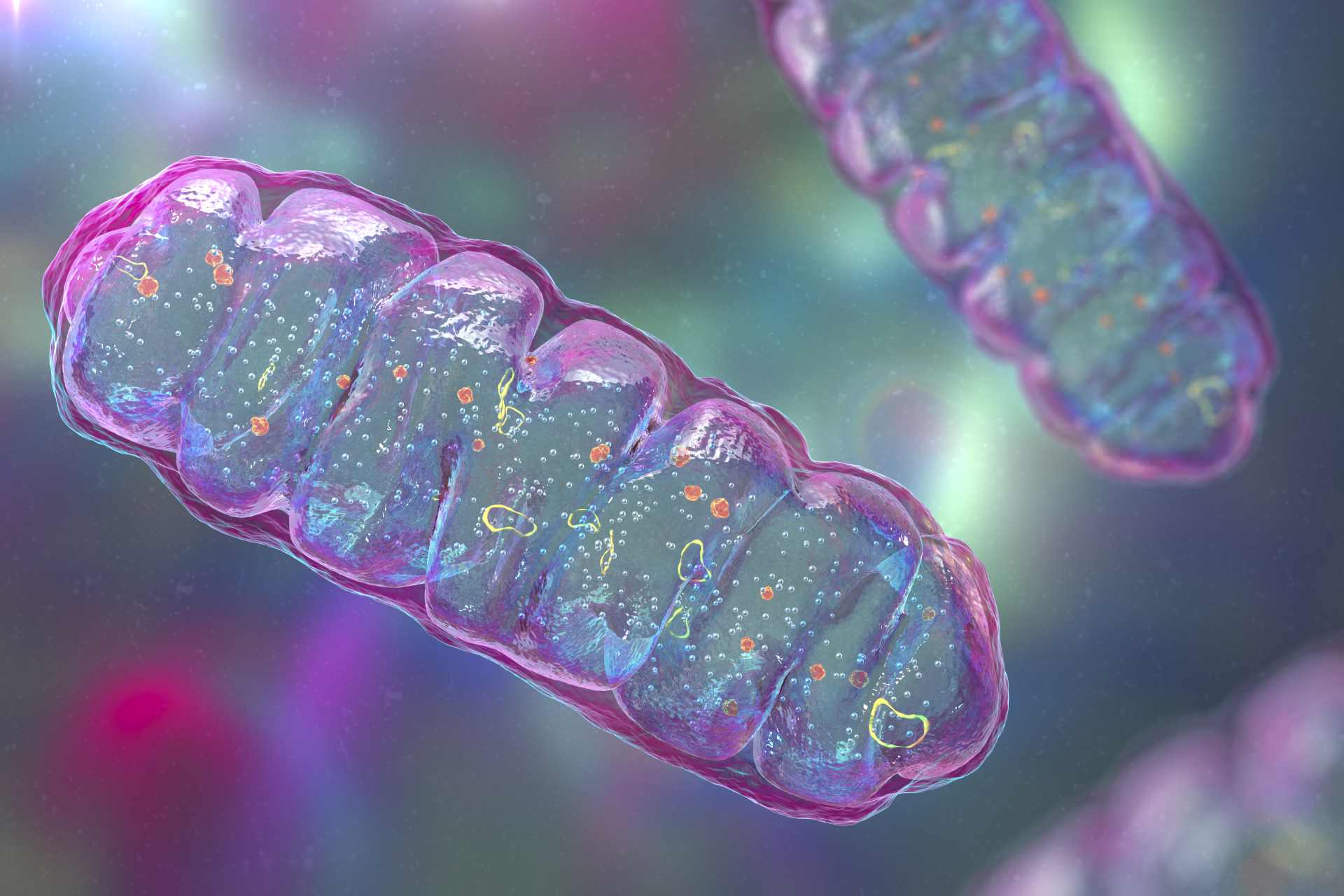 3D illustration of mitochondria—membrane-bound organelles inside cells that produce energy in the form of adenosine triphosphate (ATP).