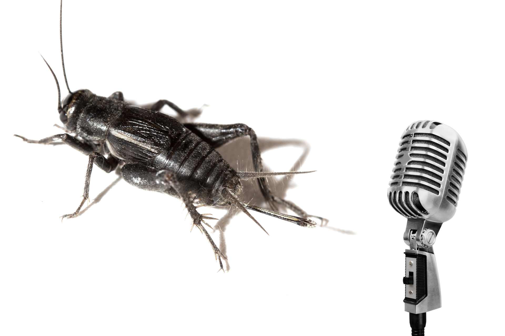 A black field cricket with its back turned to a microphone depicting the political silence on Glyphosate.