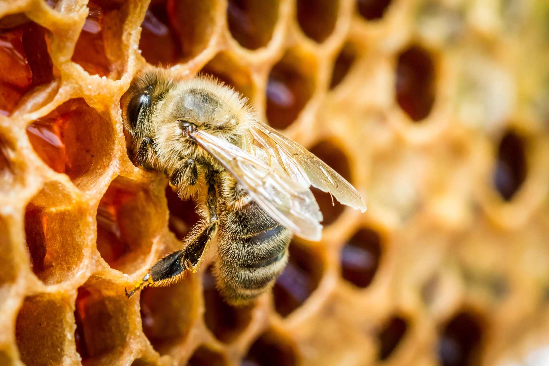 A close-up of a honeybee perched on a golden honeycomb, collecting nectar.