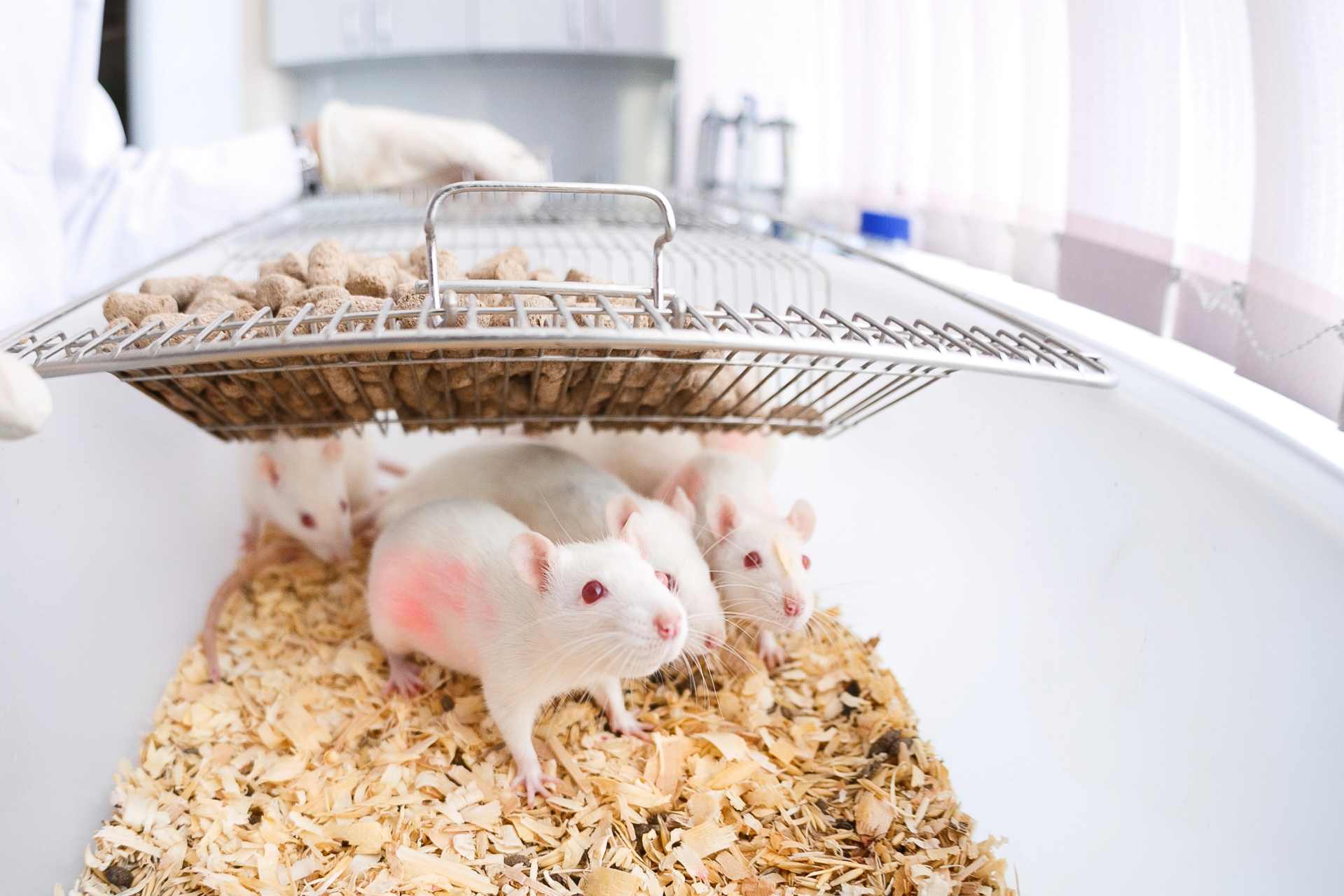 Lab rats in a cage inside a scientific research facility, representing their use in toxicology studies and glyphosate research.