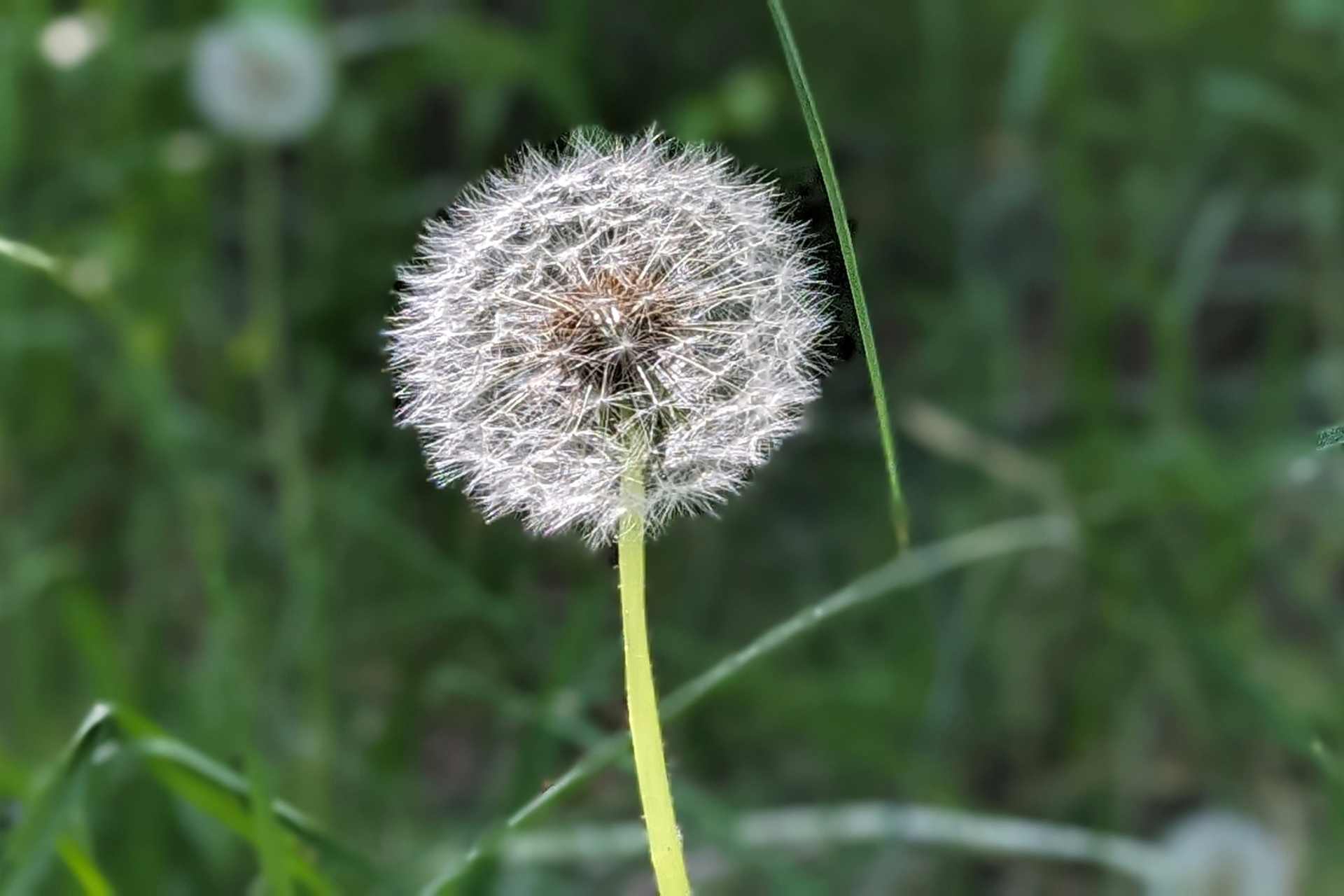 A dandelion seed head growing wild.