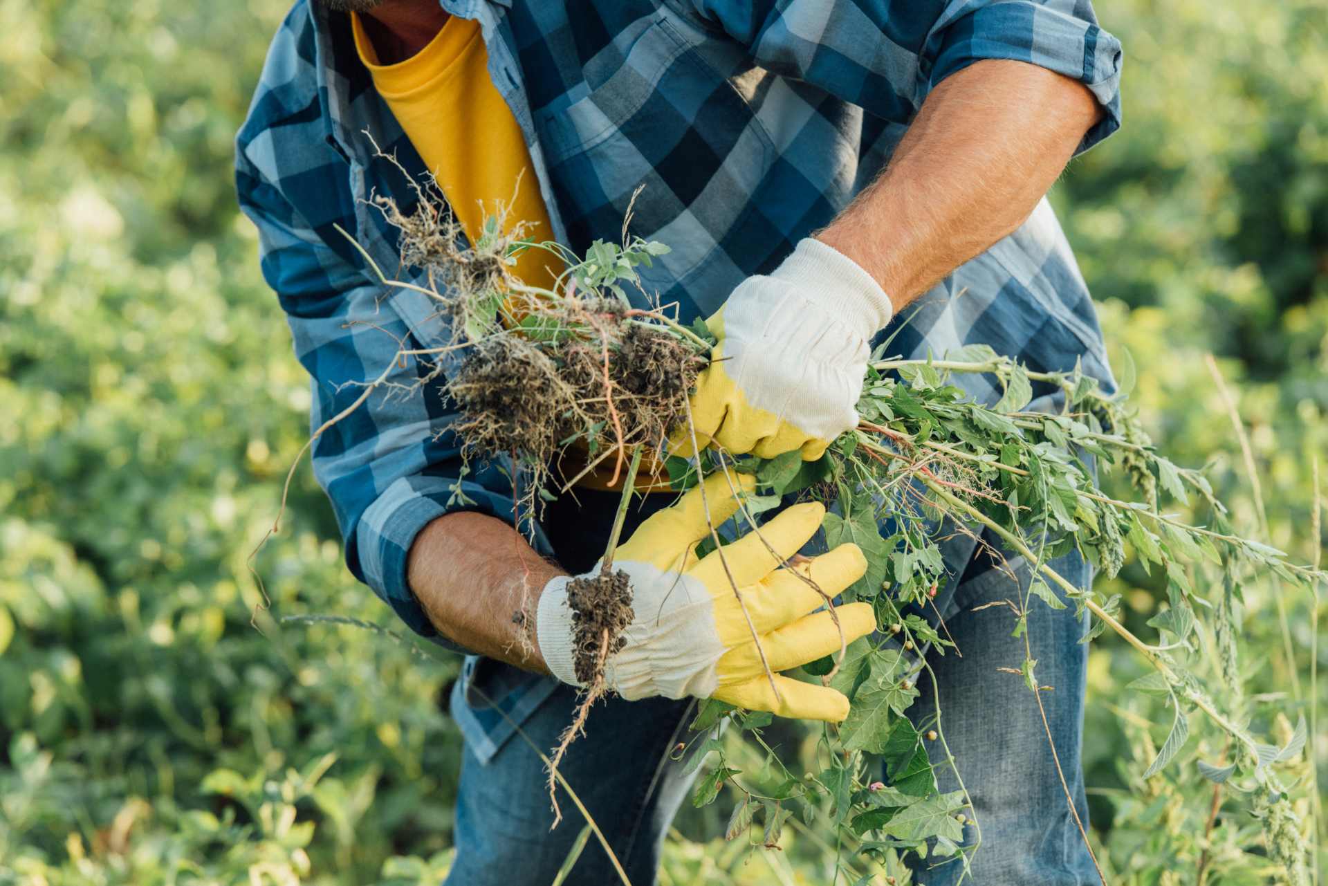 A farmer in his field pulling herbicide resistant weeds by hand.