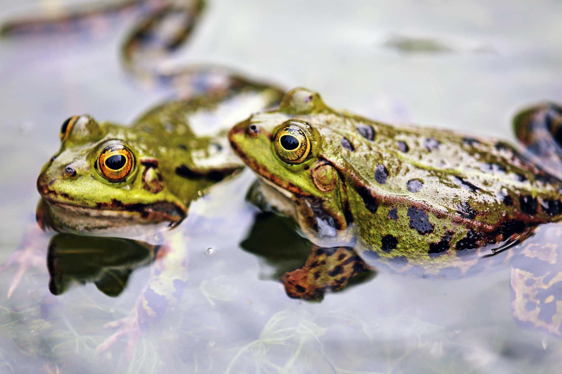 Two frogs sitting in a calm pond, symbolizing the natural biodiversity at risk from glyphosate spraying near water bodies.