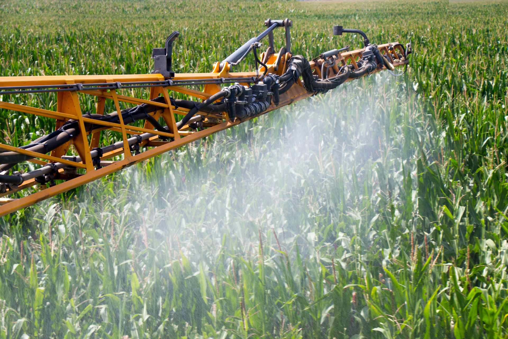 A field of corn being sprayed with glyphosate-based herbicide before harvest, highlighting concerns over chemical residues in food crops.