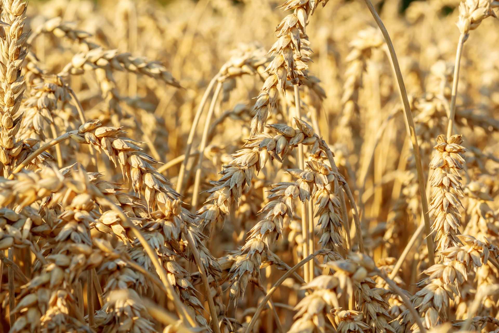 Close-up of golden wheat heads in a field, symbolizing New Zealand grain crops at the center of the glyphosate residue debate.