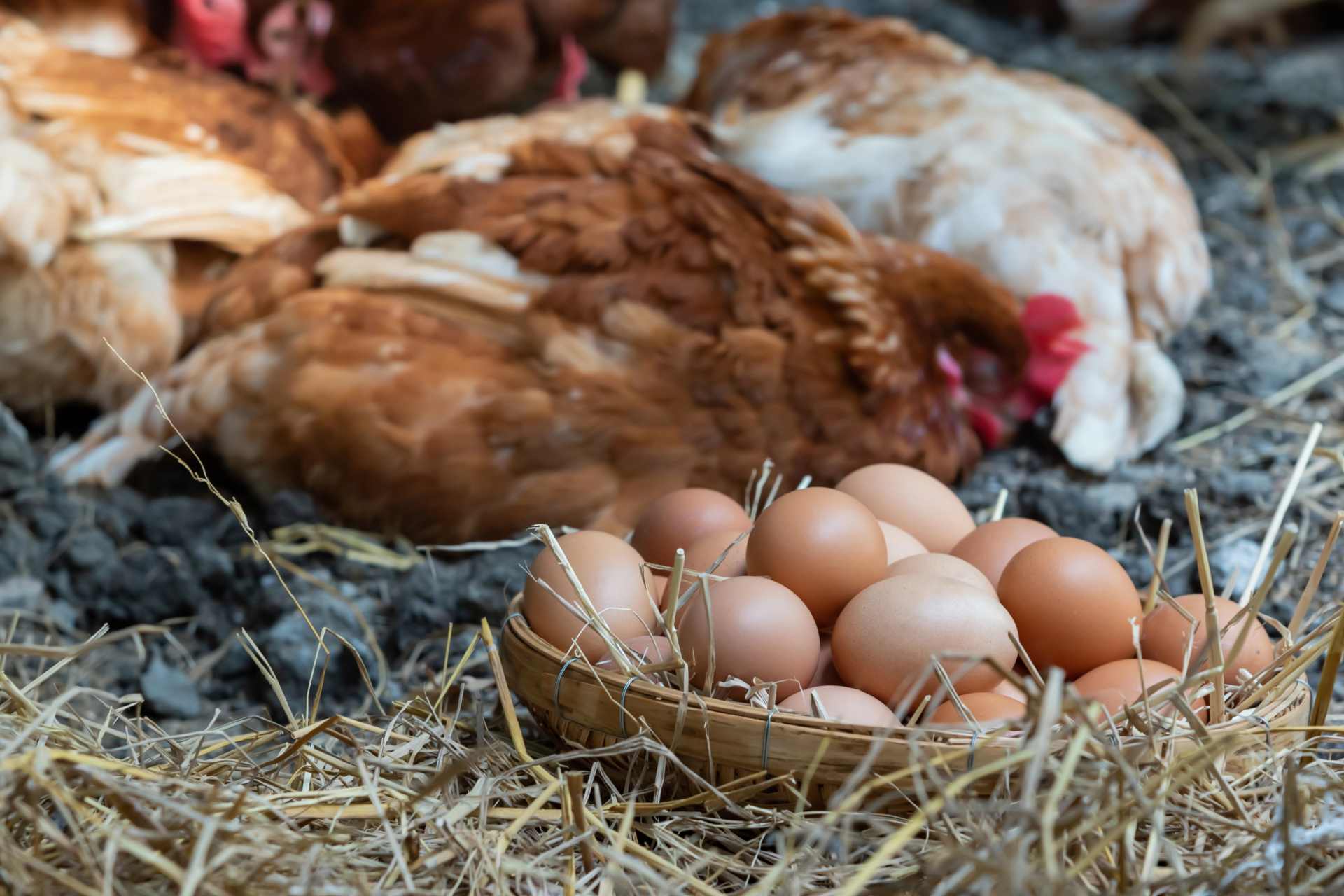 A brood of hens resting calmly behind a basket filled with fresh eggs, symbolising the connection between poultry health and the food on our tables.