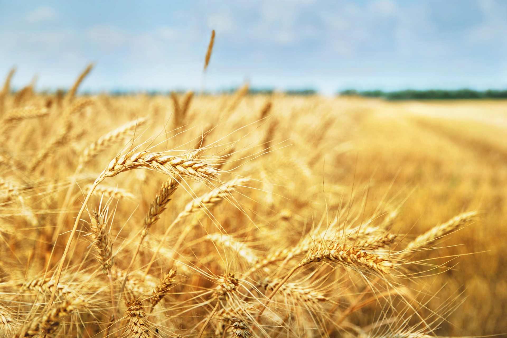 A partially harvested grain field under clear skies, with rows of cut and standing crops. The image reflects the transition between natural ripening and chemically forced harvest—raising questions about the role of glyphosate in pre-harvest desiccation.