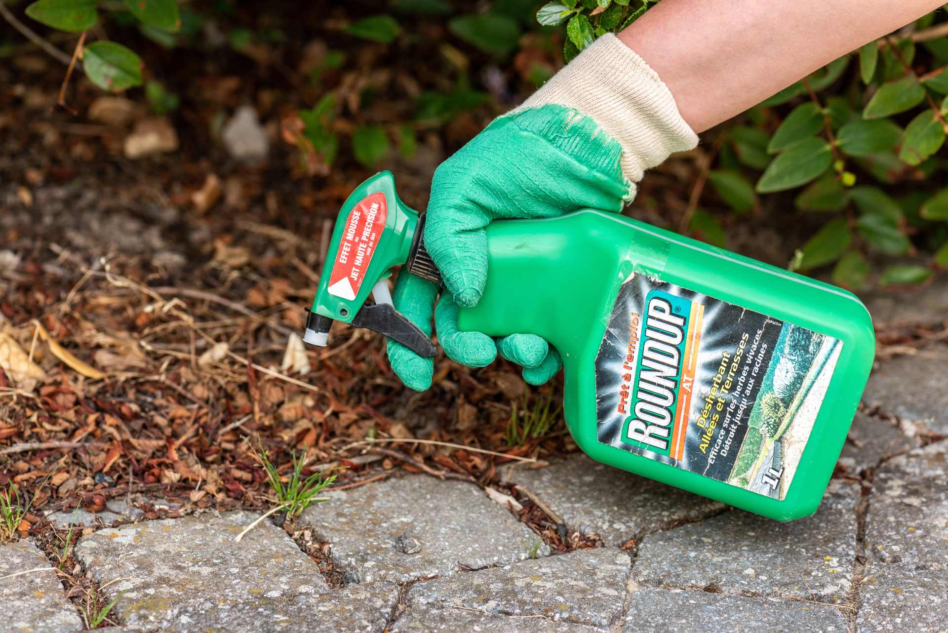 A close-up of a person’s hand holding a spray bottle of ready-mix Roundup weedkiller, applying glyphosate-based herbicide to garden weeds.