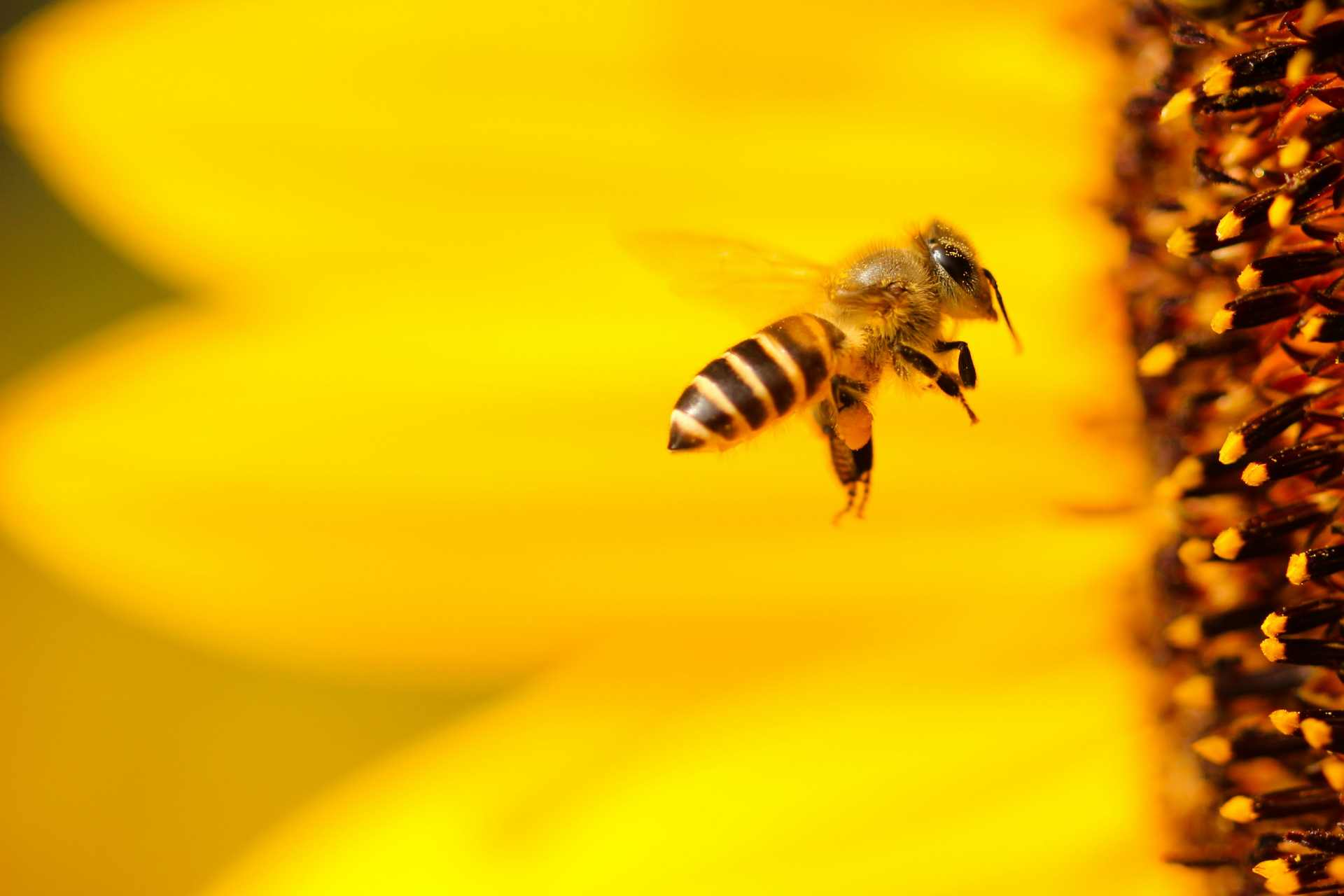 A close-up of a honey bee hovering in front of flower stamens, capturing the delicate moment of pollination.