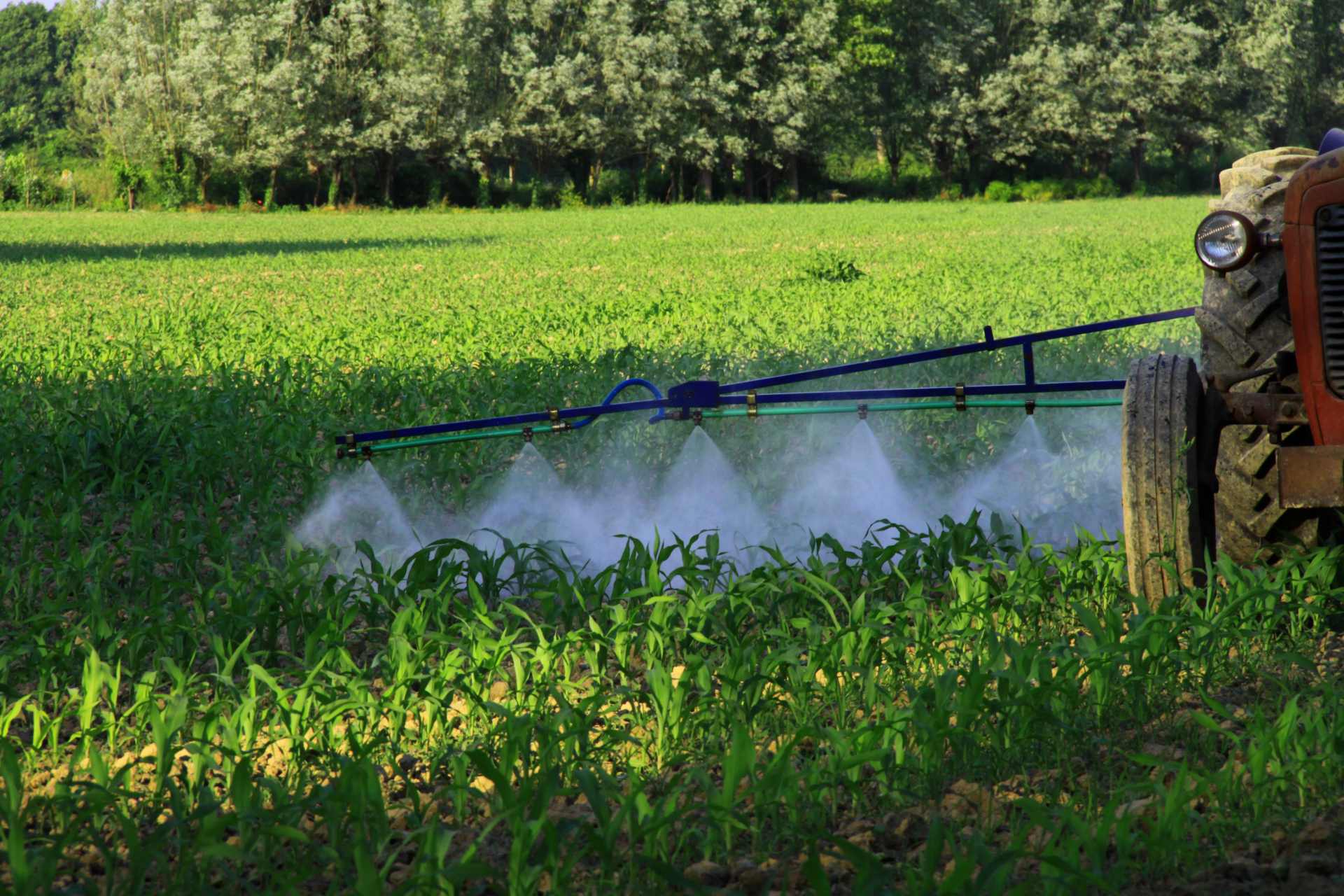 Close-up of a tractor boom spraying glyphosate herbicide over young corn plants in a field, illustrating the widespread agricultural use of glyphosate-based weedkillers.