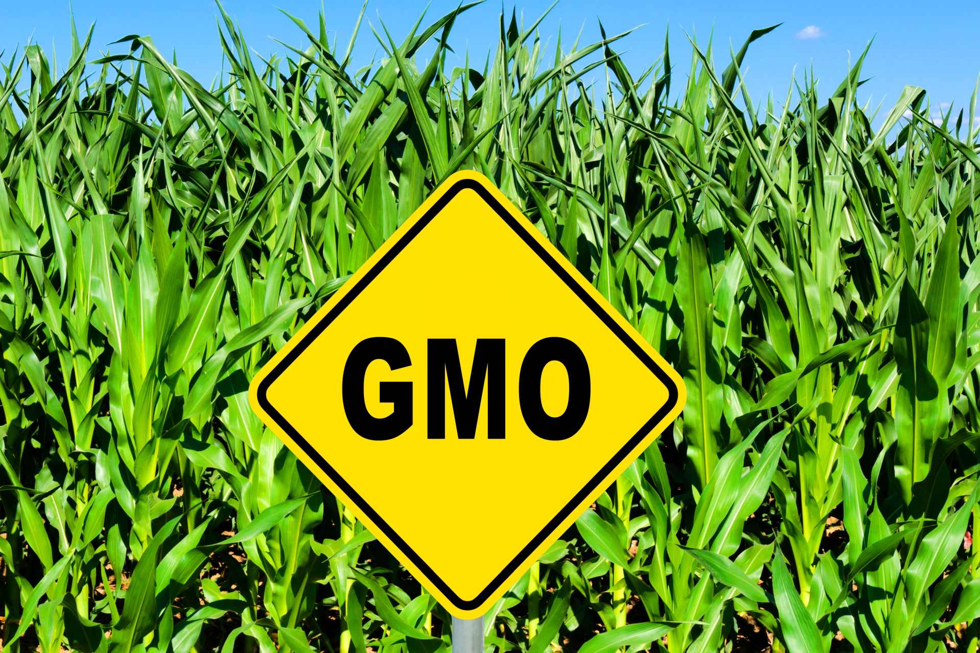 A yellow sign with the letters “GMO” stands in front of a tall cornfield, symbolising the risks and controversy of genetically engineered crops in agriculture.