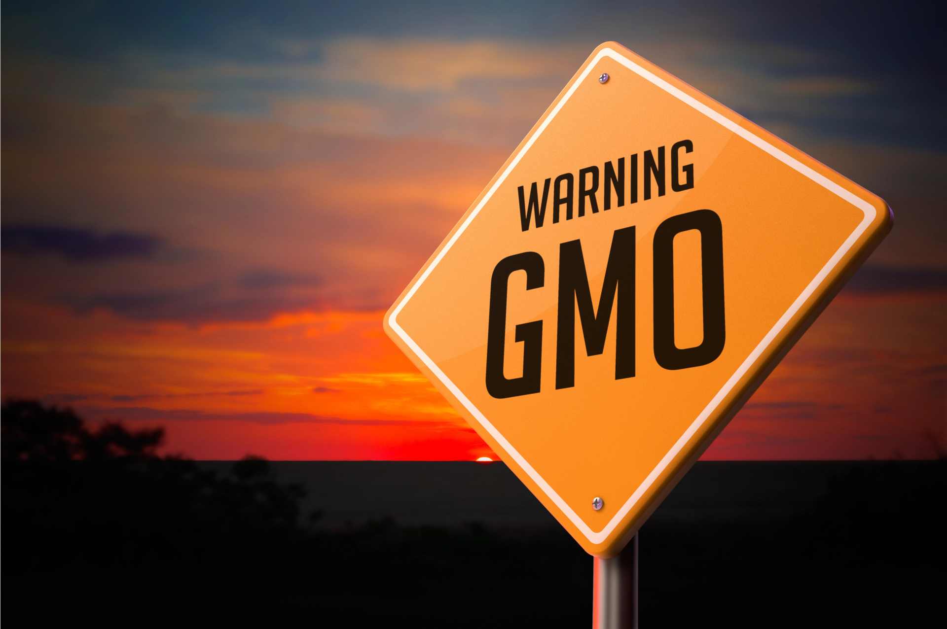 Orange road sign with the words “Warning GMO” placed in front of a crop field, symbolizing risks from the Gene Technology Bill and genetically modified organisms.