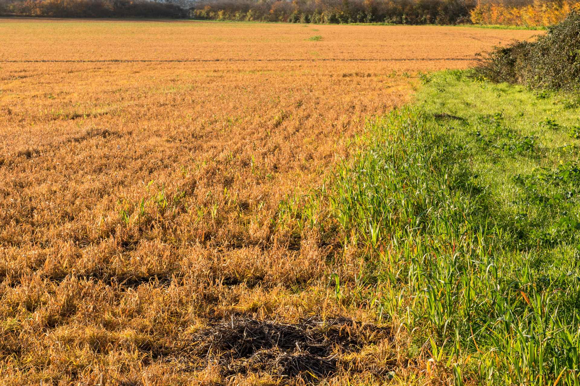 A field where most of the grass has been sprayed with glyphosate and turned brown, with one green strip of grass still alive — a stark visual contrast showing the effects of weedkiller use.