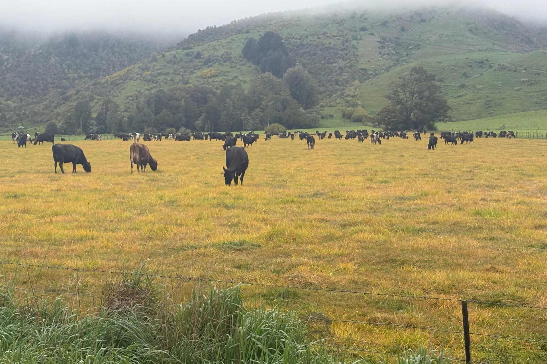 Milking cows grazing on a pasture with uneven yellowing grass, showing signs of recent herbicide spraying. Raises questions about glyphosate in the milk supply.