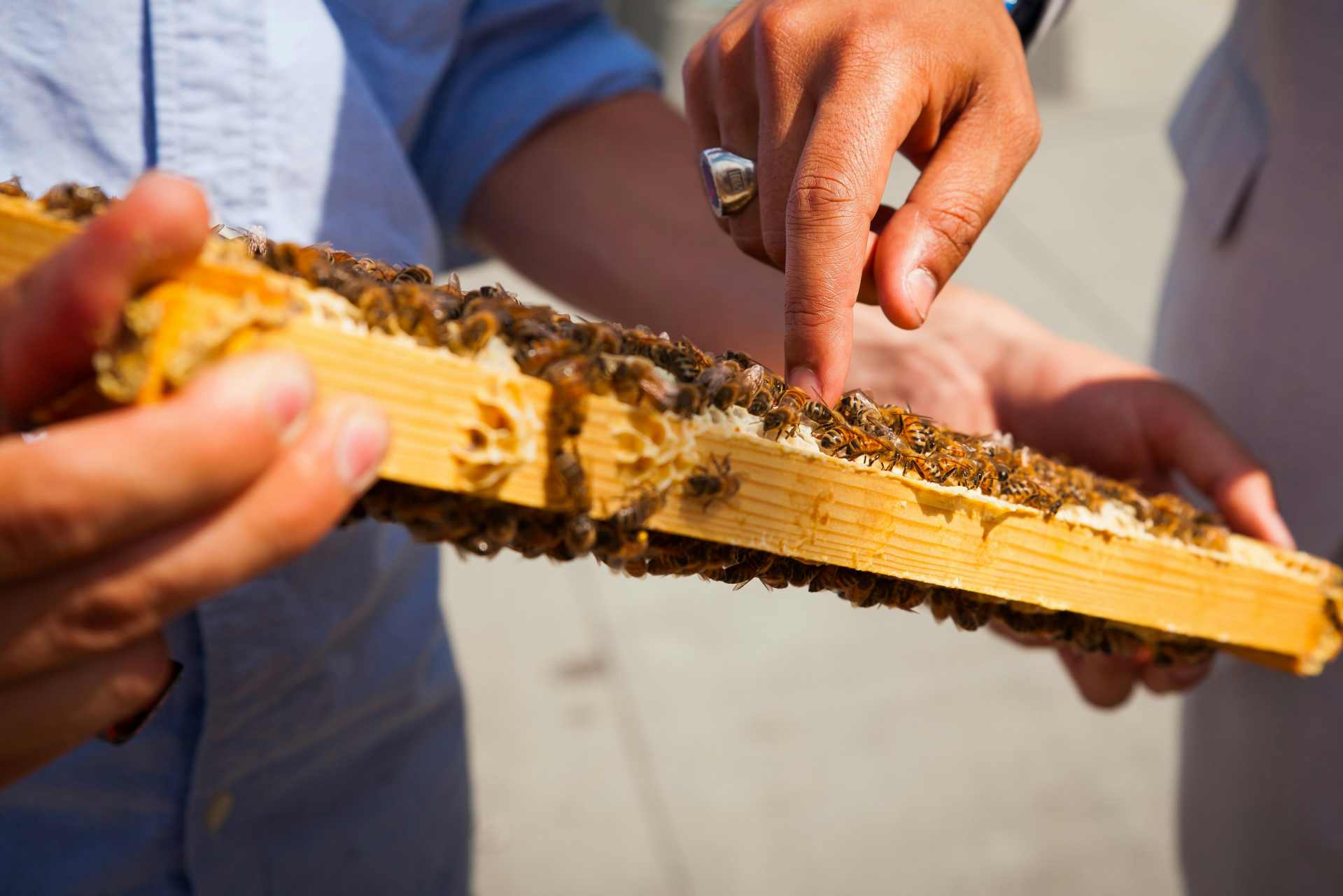 A close-up of a hive frame being inspected by a beekeeper — a reminder that even careful producers can’t control what bees bring back when glyphosate is in the environment