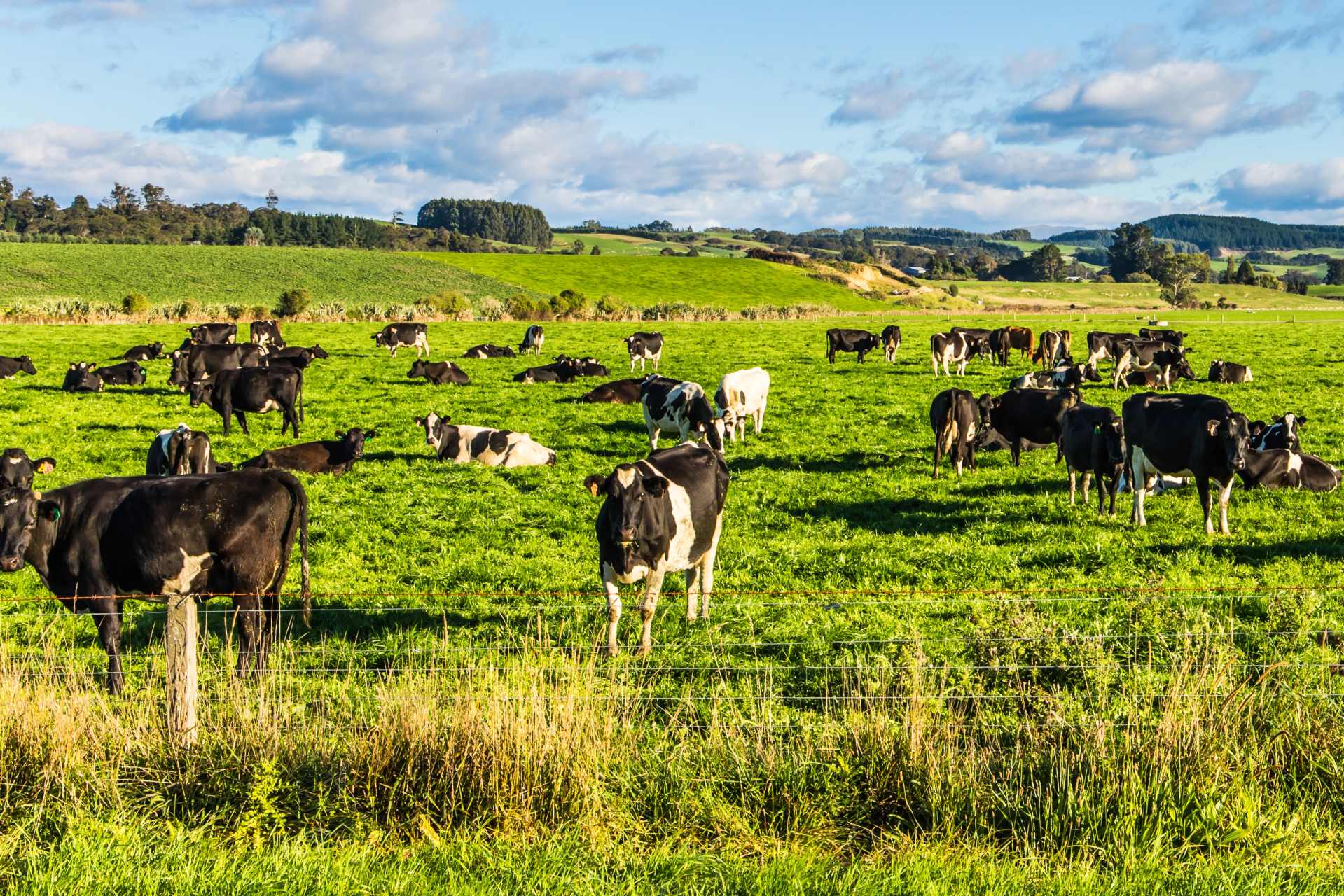A group of cows gathered in a grassy paddock, highlighting how endocrine disruption can affect farm animals exposed to glyphosate in pasture and feed.