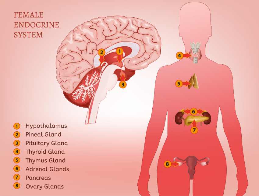 A vector illustration of the female Endocrine System.
