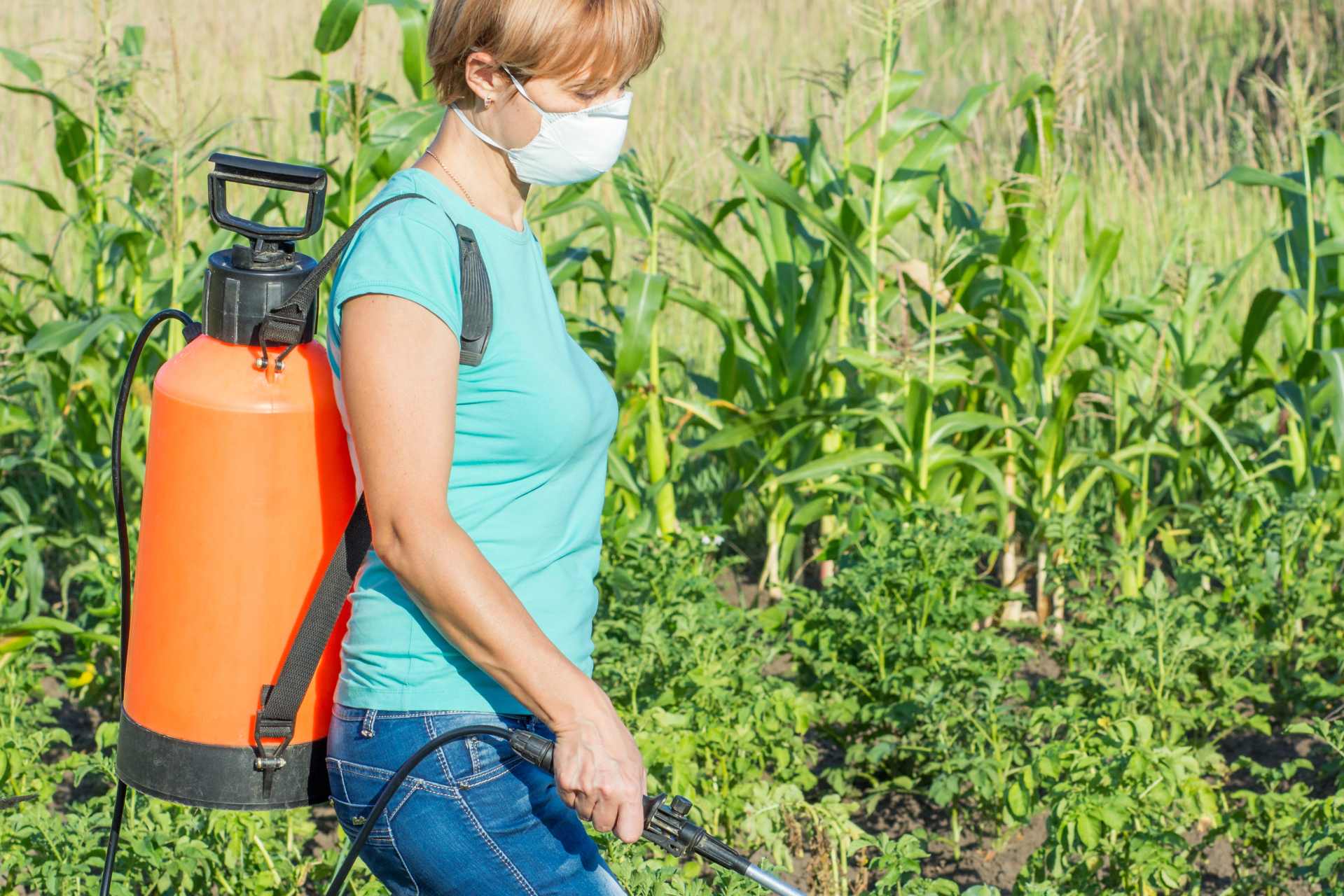 Woman wearing a protective mask spraying glyphosate-based herbicide along rows of potato crops.