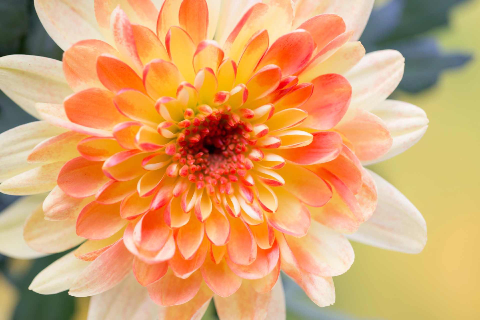Close-up of a dahlia flower grown using spray-free, chemical-free gardening practices.
