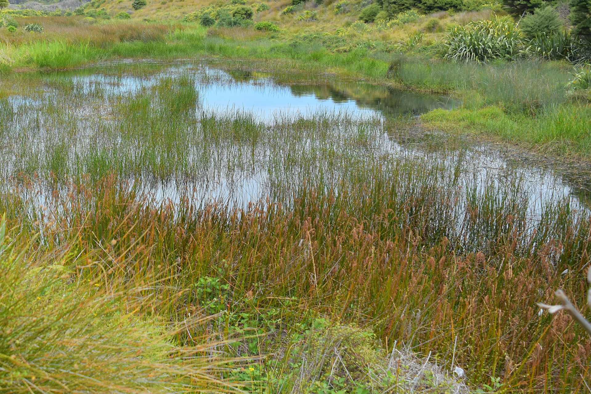Wetland ecosystem with shallow water, vegetation, and wildlife habitat illustrating sensitive freshwater environments.