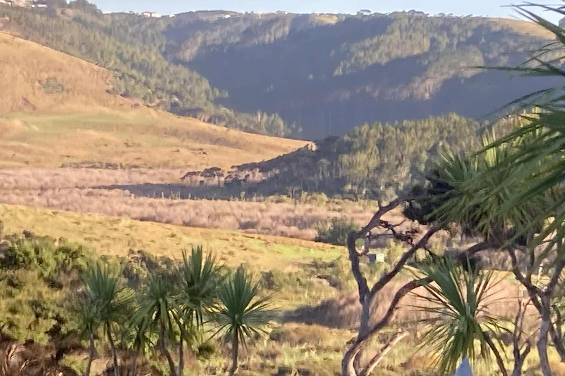 Wetland area within the Te Henga spray zone in West Auckland, where glyphosate herbicide spraying has been reported.