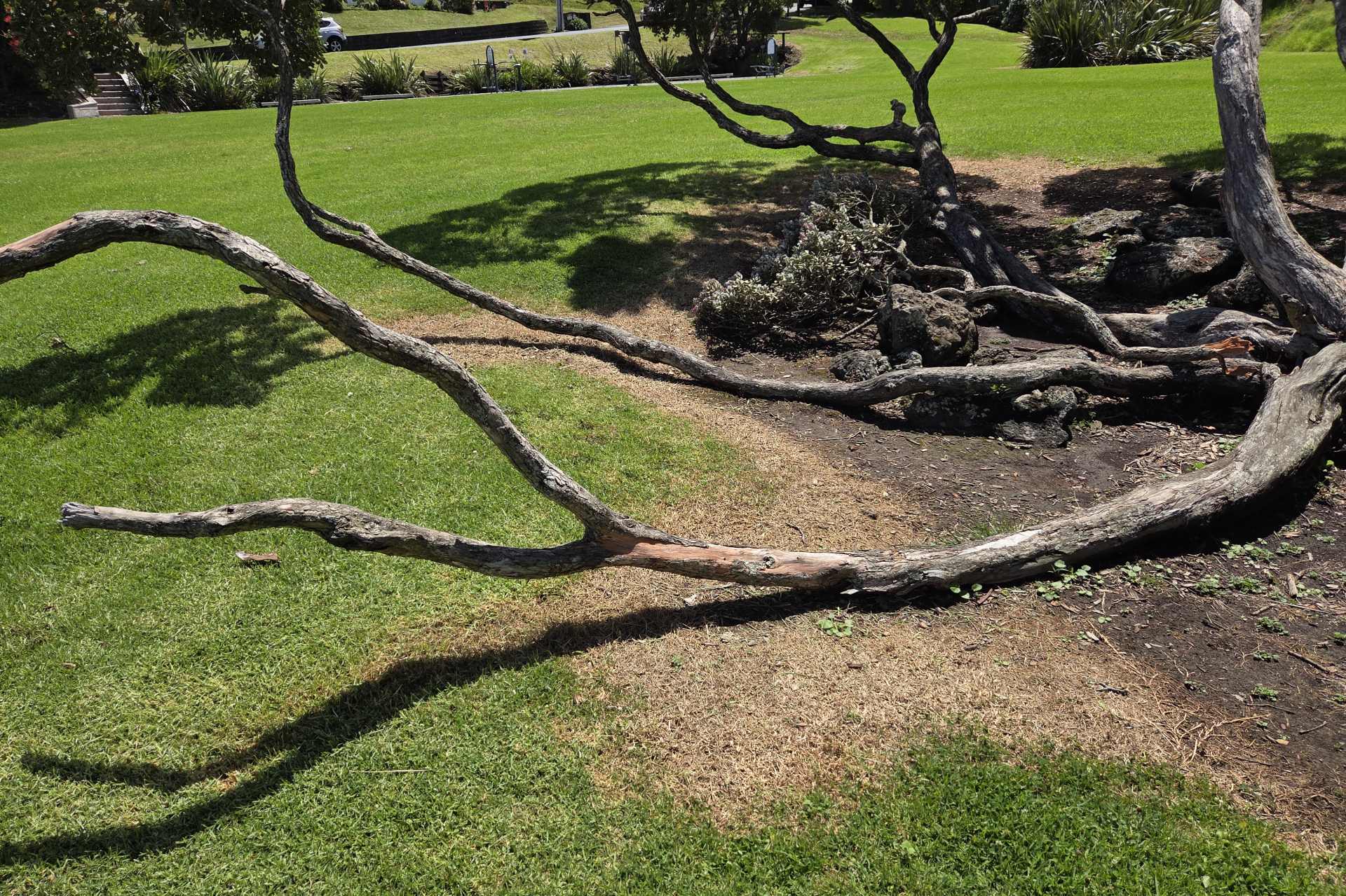 Tree branches touching the ground in a public park, with visible brown vegetation and signs of herbicide overspray beneath