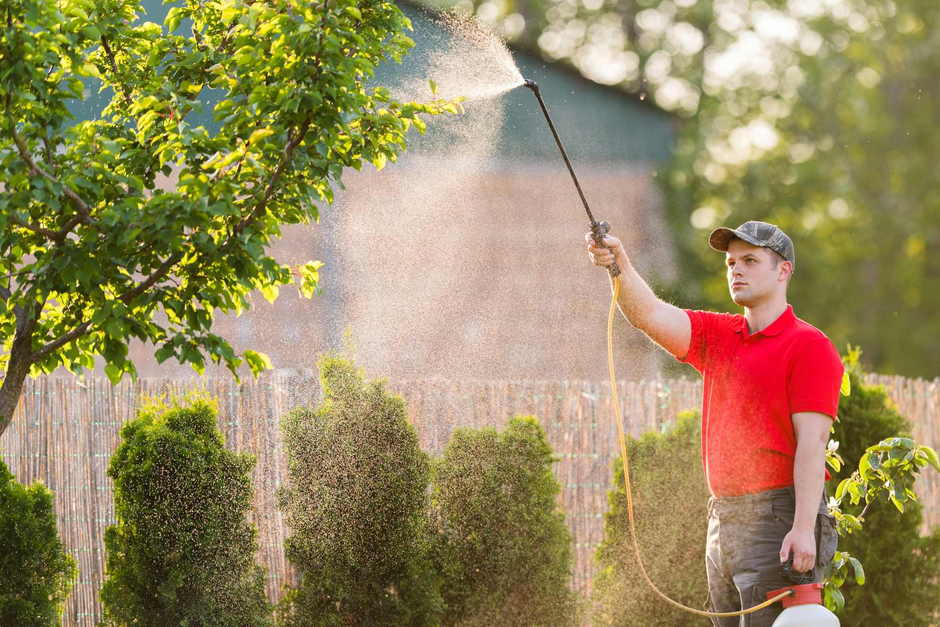 Man spraying pesticide on a fruit tree without protective gear, with visible mist drifting in the air around him, illustrating real-world pesticide exposure during application