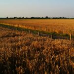 Expansive wheat field stretching across a modern agricultural landscape under a clear blue sky, representing large-scale crop production and modern farming systems.