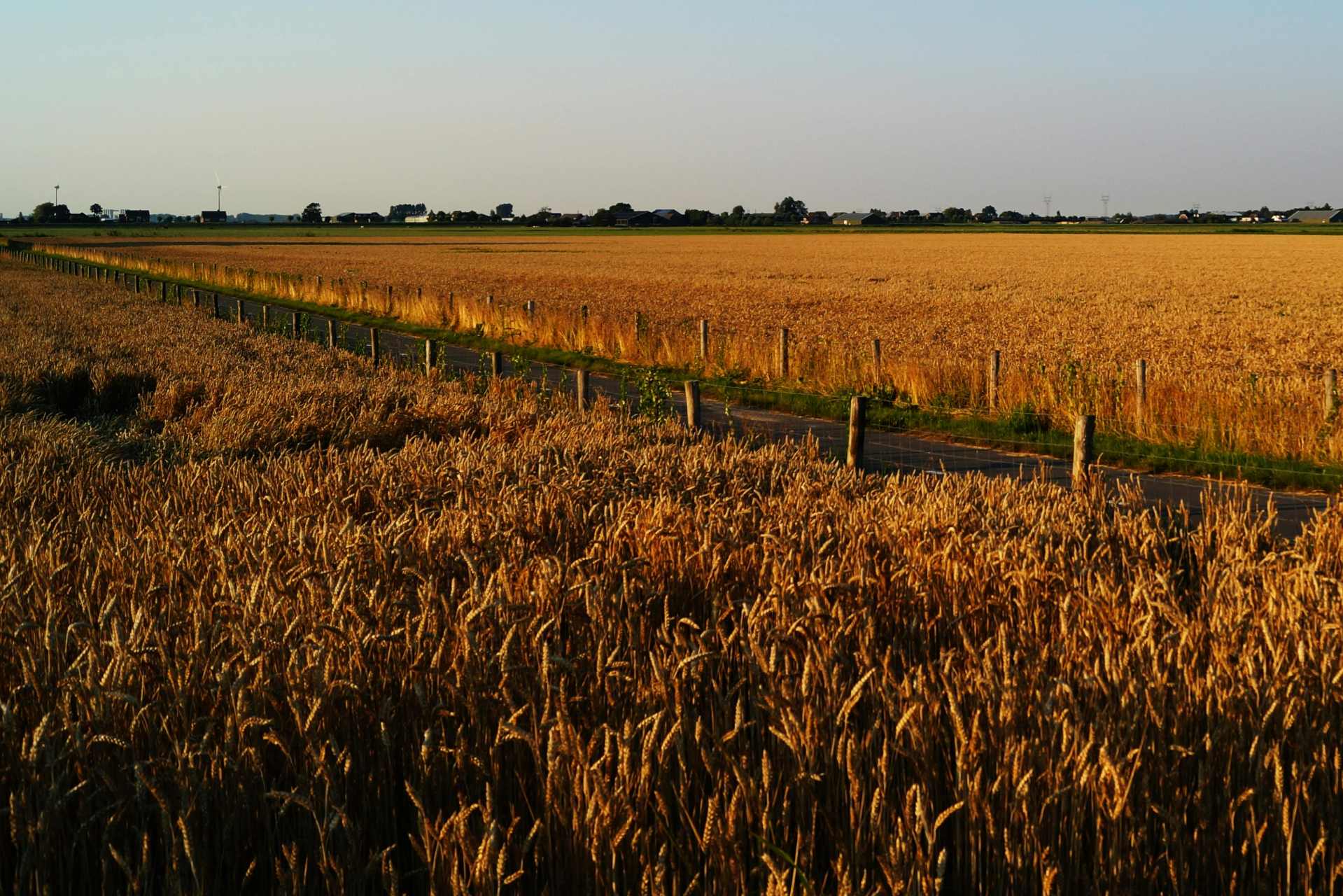 Expansive wheat field stretching across a modern agricultural landscape under a clear blue sky, representing large-scale crop production and modern farming systems.