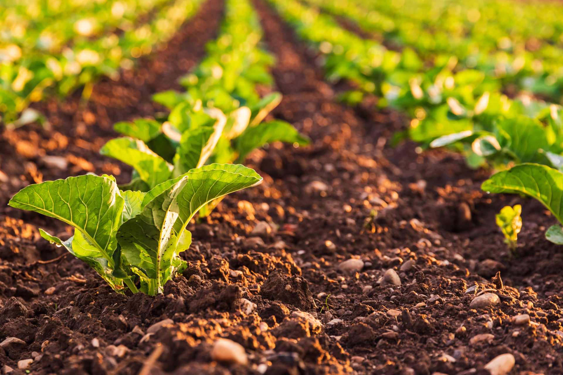Young cabbage sprouts growing in neat rows across a cultivated farm field, representing modern crop production, agricultural efficiency, and simplified farming systems.