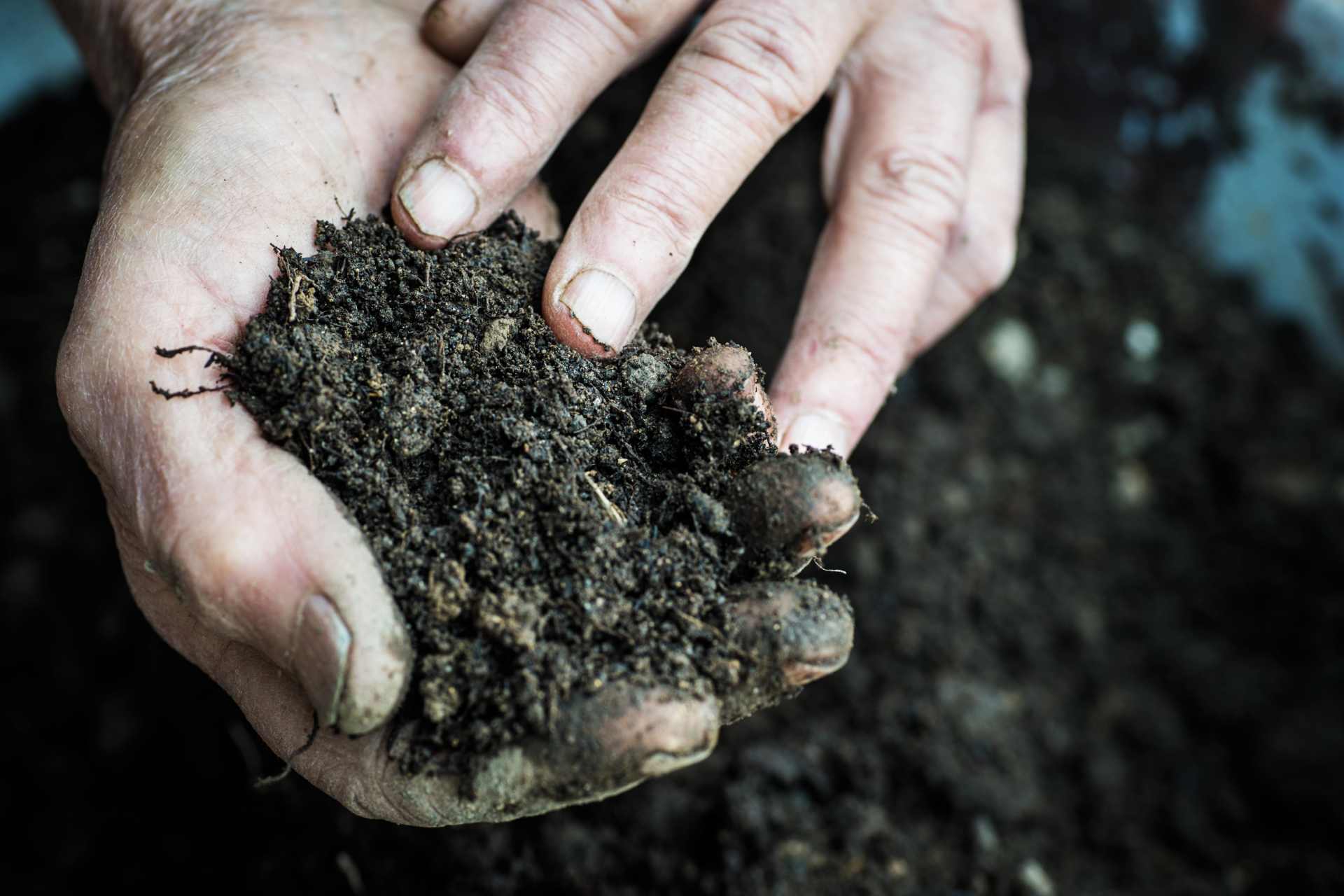 Close-up of hands holding dark fertile soil, symbolising soil health, nitrogen cycling, microbial life, and the environmental impact of modern agricultural chemical use.