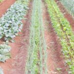 Diverse food crops growing in neat rows across a modern agricultural field
