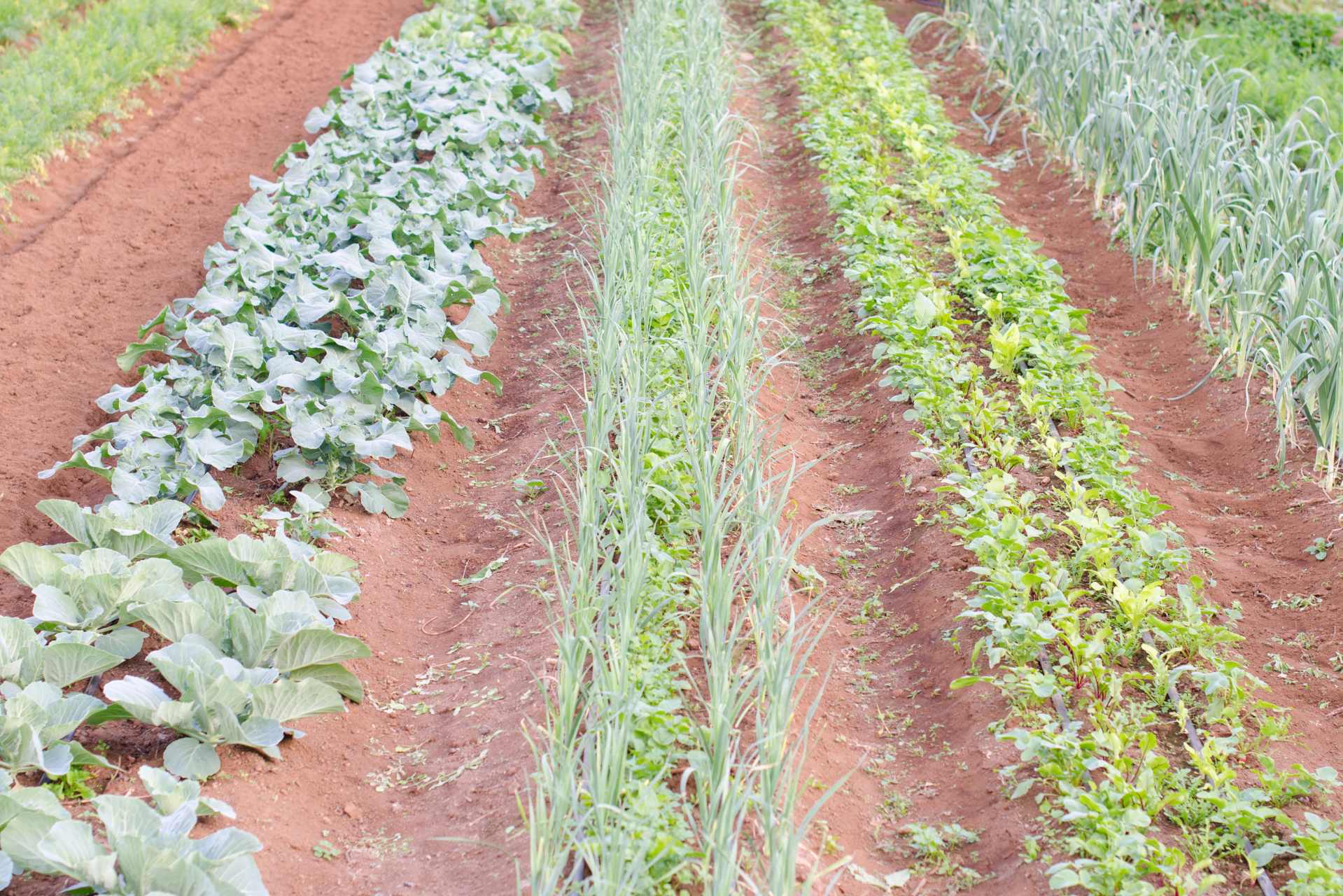Diverse food crops growing in neat rows across a modern agricultural field