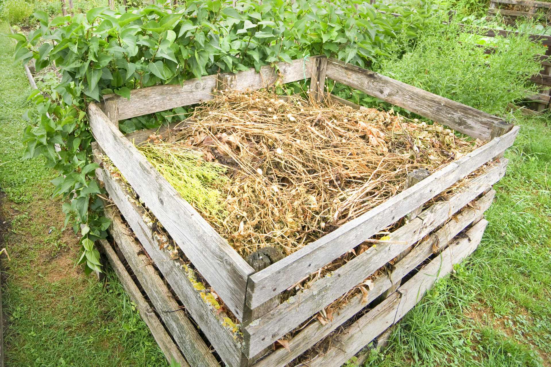 Garden compost bin surrounded by plants, illustrating why glyphosate-treated weeds and garden waste may not be suitable for home composting.