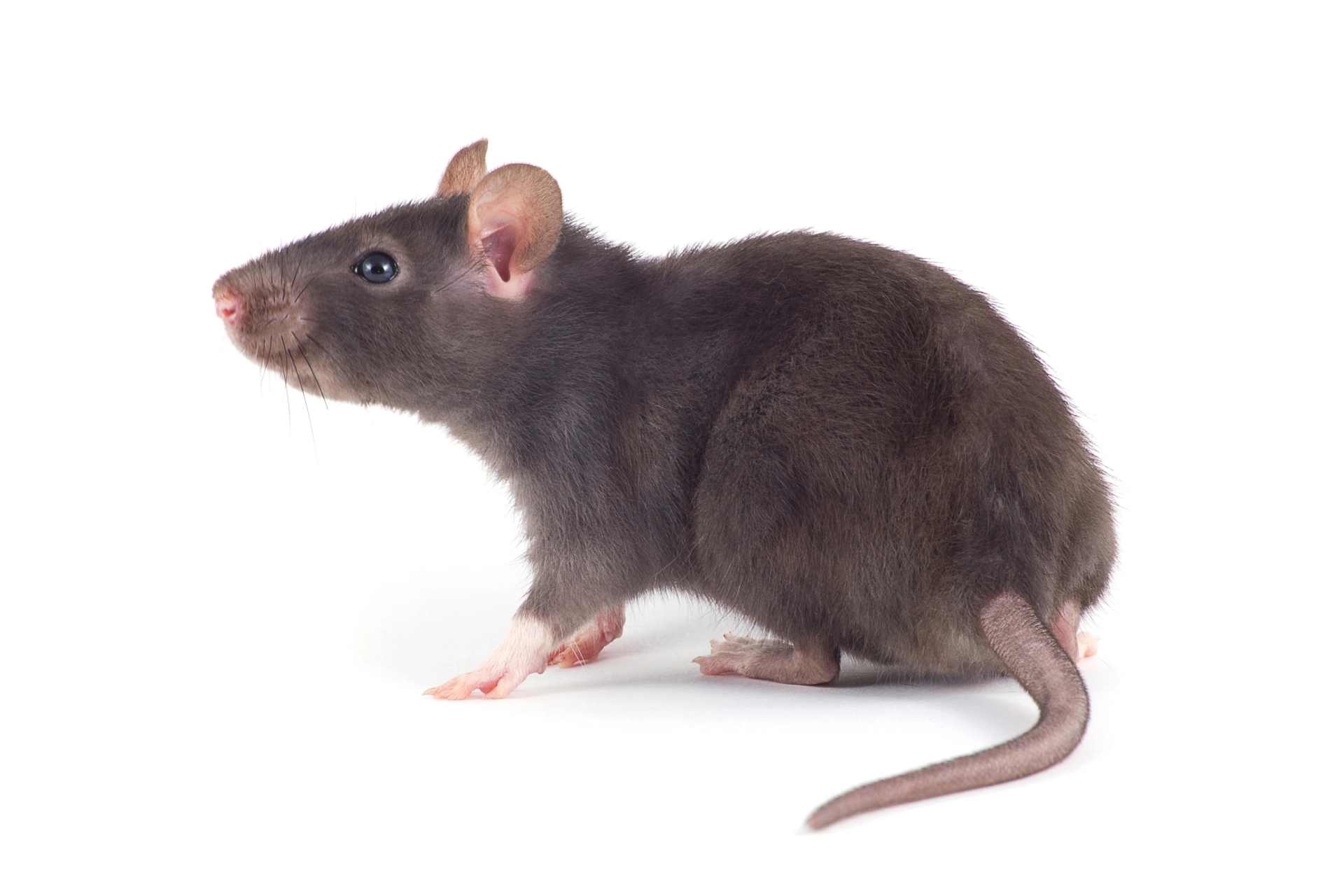 Laboratory rat on white background — representing the animal models used in glyphosate toxicology studies to set human safety limits