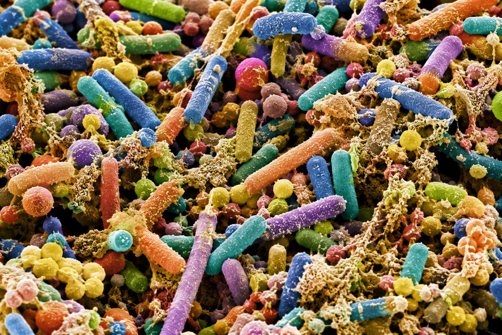 Illustration of colourful gut bacteria under a microscope, representing the human gut microbiome and its potential role in hormone regulation, oestrogen metabolism, and the discussion around glyphosate's possible impact on microbial health.