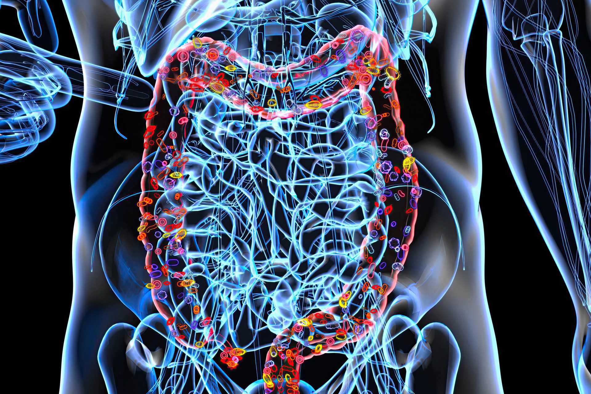 Abstract 3D illustration of the human digestive system and gut microbiome, representing evolving scientific research into glyphosate, microbiome health, and emerging areas of toxicology.